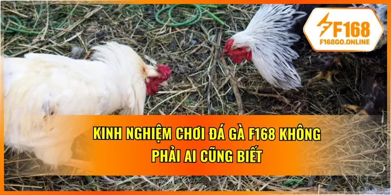 Mẹo vào kèo đá gà bất bại từ cao thủ F168